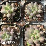 Pachyphytum Crystal Ball - Image 2