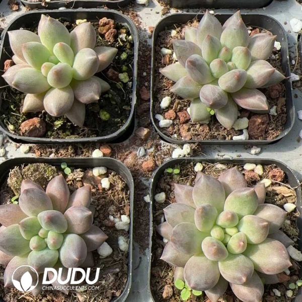 Pachyphytum Crystal Ball - Image 2