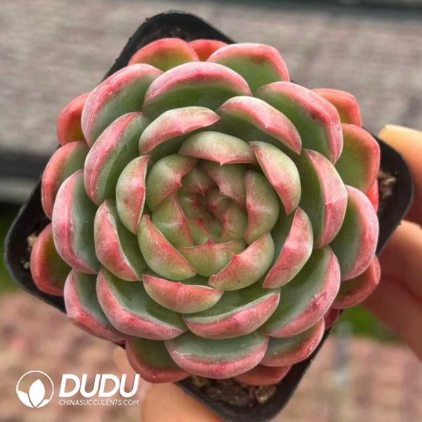 Echeveria Strawberry Pudding - Image 2