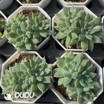 Pachyphytum Blue Atoll Clustering - Image 2