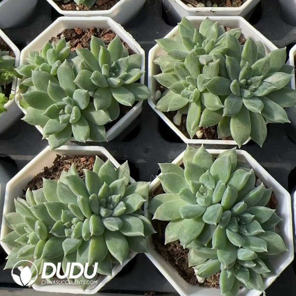 Pachyphytum Blue Atoll Clustering - Image 2