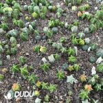 (Seed Grown)Astrophytum Myriostigma Seedlings 100 pcs - Image 2