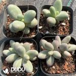 Pachyphytum Candy - Image 2