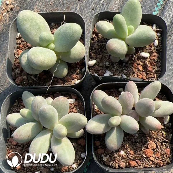 Pachyphytum Candy - Image 2