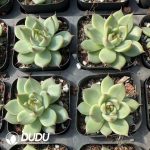 Echeveria Tusca - Image 2