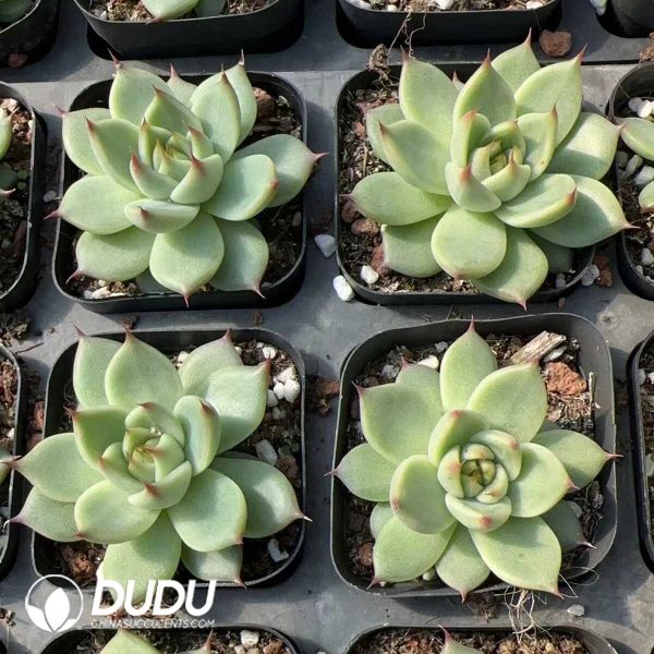 Echeveria Tusca - Image 2