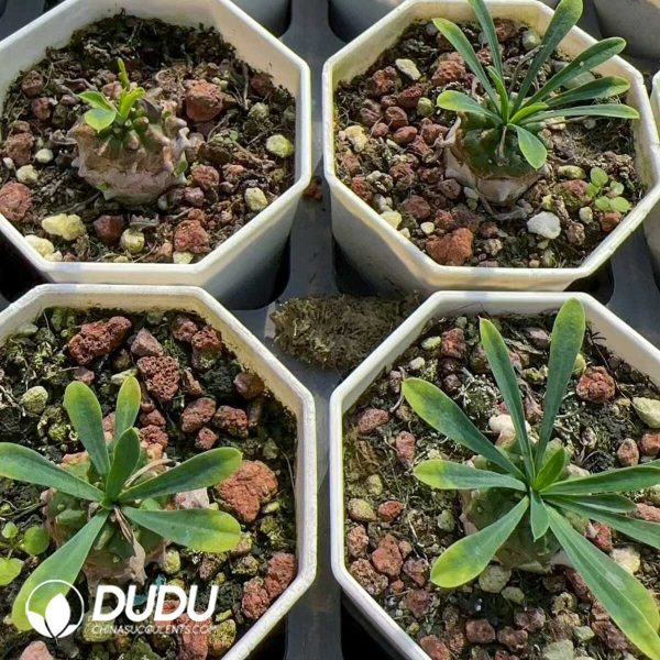 Euphorbia Gabizan - Image 2