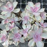 Echeveria Rainbow Clustering - Image 2