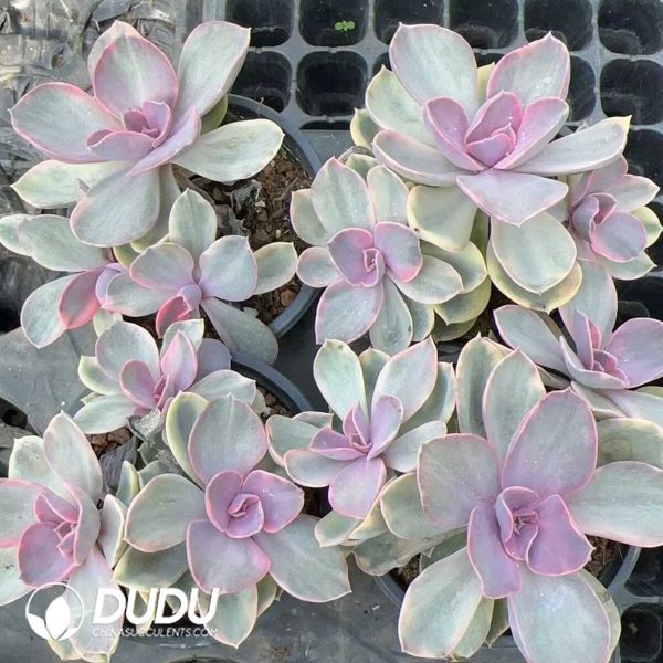 Echeveria Rainbow Clustering - Image 2