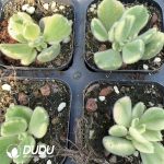 Cotyledon Bear's Paw - Image 2