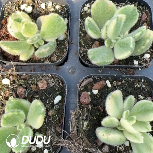 e202-157.jpg Cotyledon Bear's Paw - Image 2