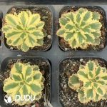 Sedum takesimense Atlantis Variegated - Image 2