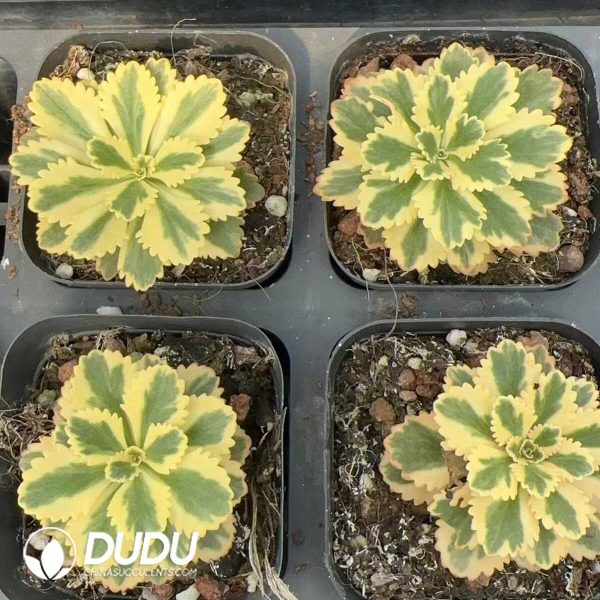 e202-158.jpg Sedum takesimense Atlantis Variegated - Image 2