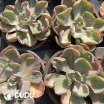 Echeveria Raindrops Variegated - Image 2