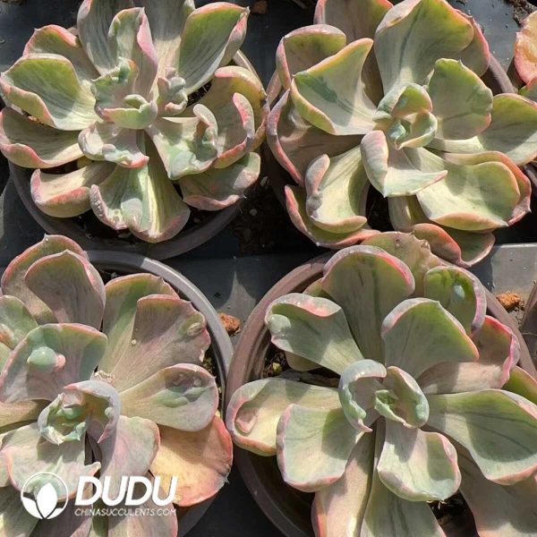 Echeveria Raindrops Variegated - Image 2