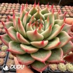 Echeveria Tosca - Image 2