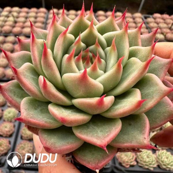 Echeveria Tosca - Image 2