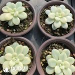 Graptosedum miul variegated - Image 2