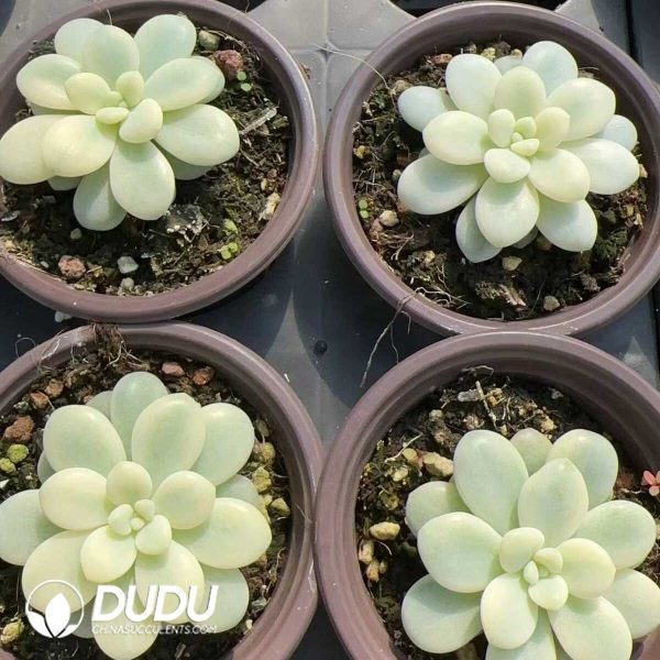 Graptosedum miul variegated - Image 2