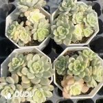 Echeveria Tinkerbell Variegated - Image 2