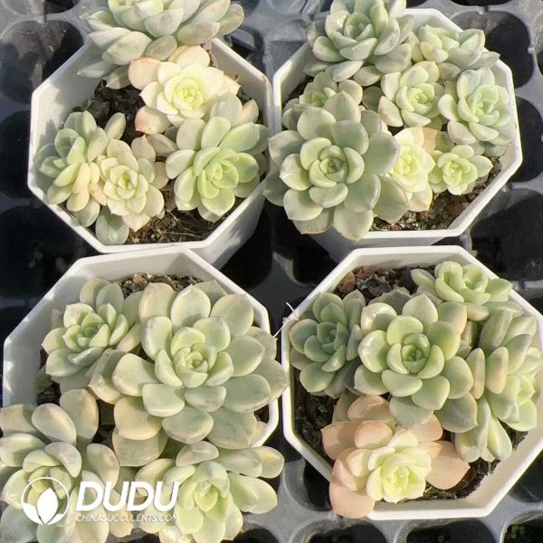 Echeveria Tinkerbell Variegated - Image 2