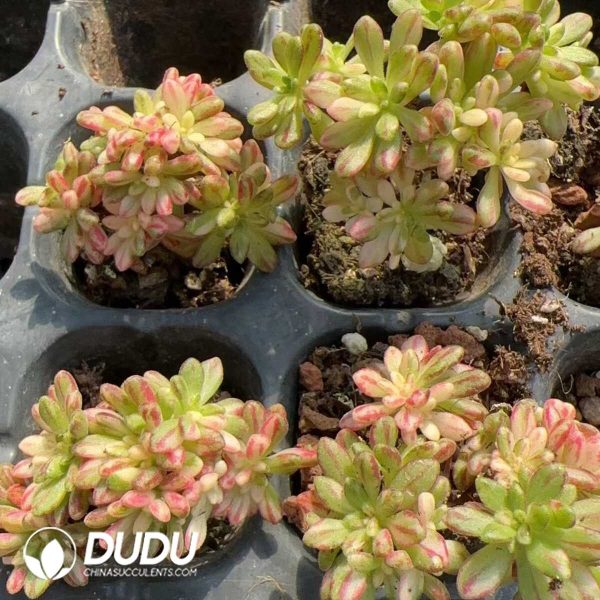 105pcs Aeonium sedifolium variegated Seedlings - Image 2