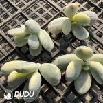 500pcs Cotyledon Orbiculata cv Variegated Cuttings - Image 2