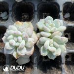 105pcs Echeveria Elegans Potosina Stone Variegated Seedlings - Image 2