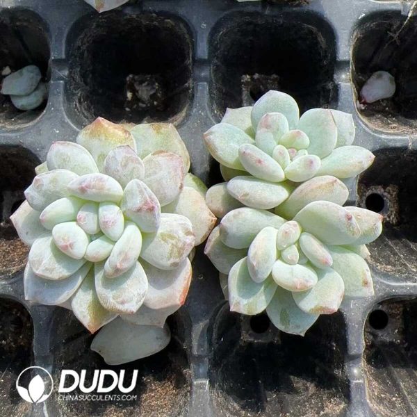 105pcs Echeveria Elegans Potosina Stone Variegated Seedlings - Image 2