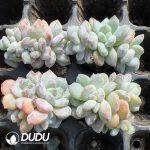 105pcs Echeveria Elegans Potosina Stone Variegated Clustering Seedlings - Image 2