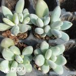 105pcs Echeveria Penguin Seedlings - Image 2