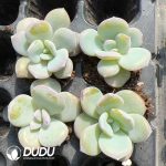 105pcs Echeveria Matcha Cake Seedlings - Image 2