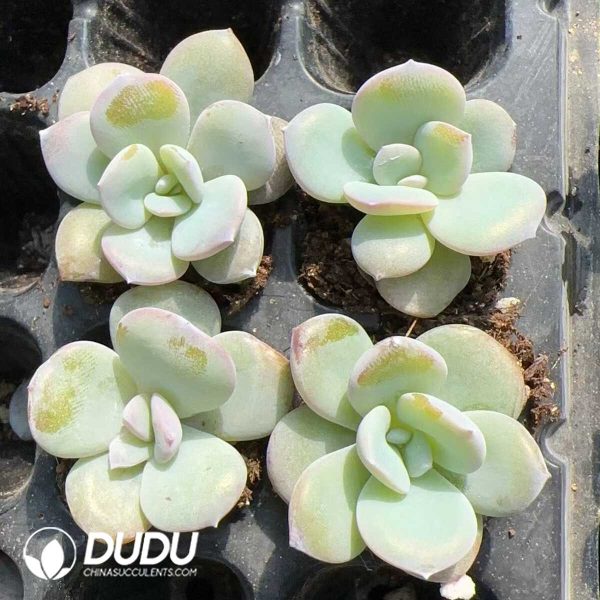 105pcs Echeveria Matcha Cake Seedlings - Image 2