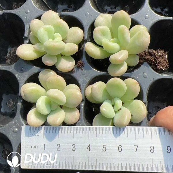 105pcs Echeveria Bill Gates Seedlings - Image 2