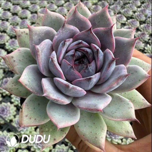 Echeveria Fragrant Snow - Image 2