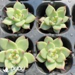 105pcs Echeveria Toscanelli Seedlings - Image 2