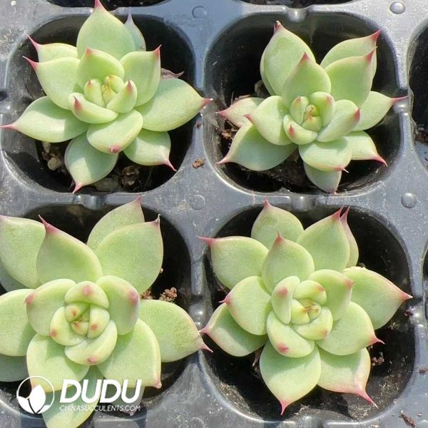 105pcs Echeveria Toscanelli Seedlings - Image 2