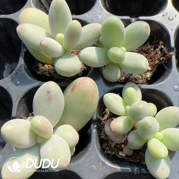 105pcs Pachyphytum Sugar Seedlings - Image 2