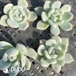 500pcs Echeveria Monroe Variegated Cuttings - Image 2