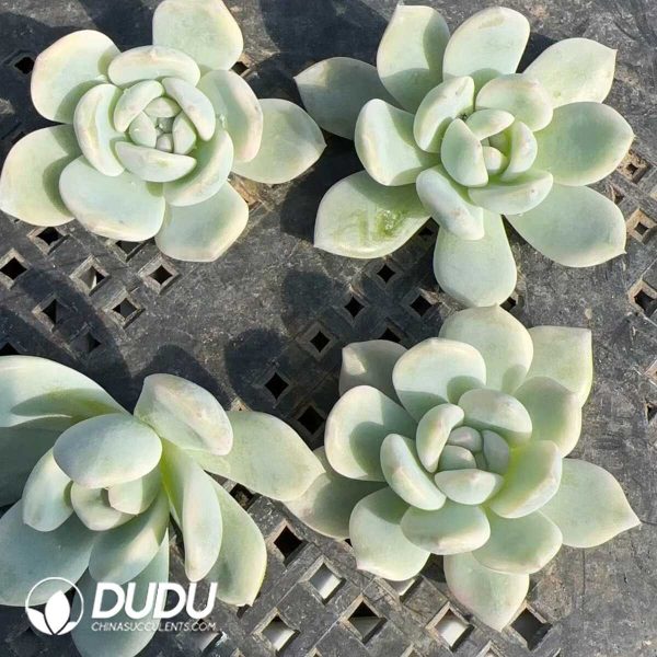 500pcs Echeveria Monroe Variegated Cuttings - Image 2