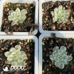 Echeveria Purple Butterfly Variegated - Image 2