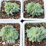Echeveria White Lover Clustering - Image 2