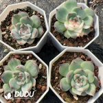 Echeveria Chihuahuaensis Half Variegated - Image 2