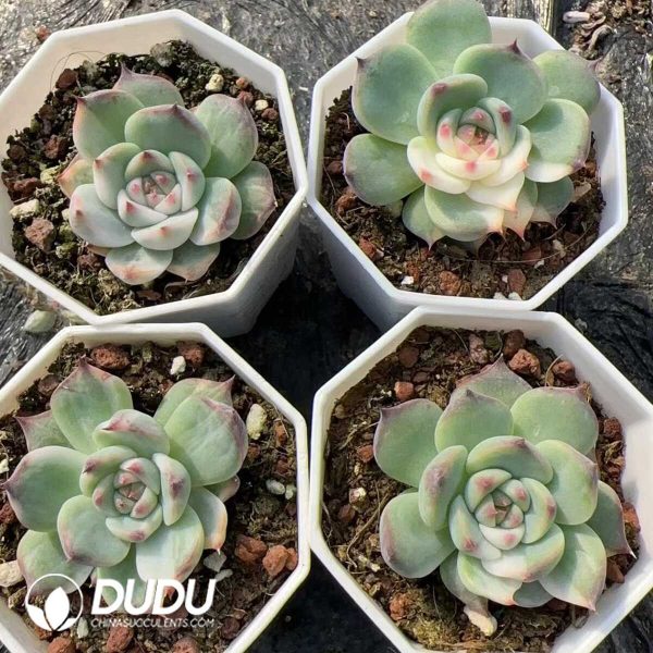 Echeveria Chihuahuaensis Half Variegated - Image 2