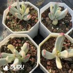 Cotyledon Orbiculata. Variegated - Image 2