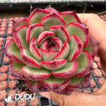 Echeveria Montblanc - Image 2