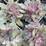 Echeveria Wedding Dress Clustering - Image 2