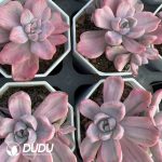 Graptoveria Gypsy/Graptoveria Mrs Richards Variegated - Image 2