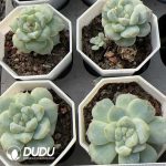 Echeveria Sweetheart Stone - Image 2