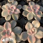 Graptopetalum Purple Delight - Image 2